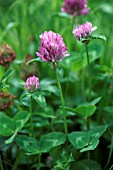 TRIFOLIUM PRATENSE