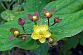 HYPERICUM ANDROSAEMUM,  TUTSAN