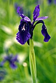 IRIS CHRYSOGRAPHES,  MOURNING IRIS