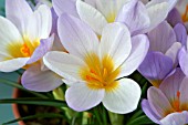 CROCUS SIEBERI FIREFLY