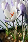 CROCUS BIFLORUS SUB SPECIES WELDENII FAIRY