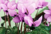 CYCLAMEN PSEUDIBERICUM