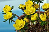 ERANTHIS GUINEA GOLD