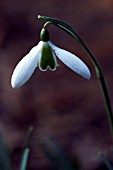 GALANTHUS ALISON HILARY