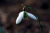 GALANTHUS ALISON HILARY