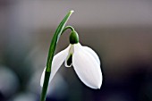 GALANTHUS BILL BISHOP