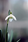 GALANTHUS NIVALIS BLONDE INGE