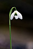 GALANTHUS DIONYSUS