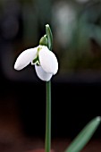 GALANTHUS EDWIN