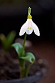 GALANTHUS WORONOWII ELIZABETH HARRISON