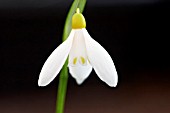 GALANTHUS WORONOWII ELIZABETH HARRISON