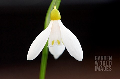 GALANTHUS_WORONOWII_ELIZABETH_HARRISON