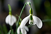 GALANTHUS GRACILIS