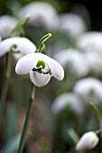 GALANTHUS HIPPOLYTA