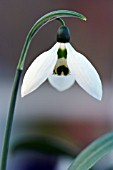 GALANTHUS JONATHAN