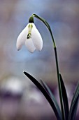 GALANTHUS KETTON