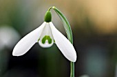 GALANTHUS LADY DALHOUSIE