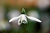 GALANTHUS MRS MCNAMARA