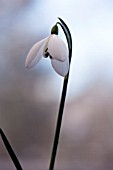 GALANTHUS MRS THOMPSON