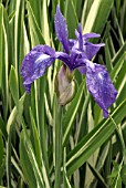 IRIS LAEVIGATA VARIEGATA