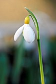 GALANTHUS PLICATUS WENDYS GOLD