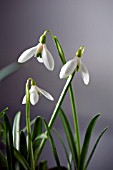 GALANTHUS RIZEHENSIS