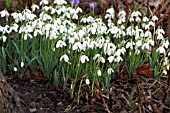 GALANTHUS S ARNOTT