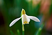 GALANTHUS SANDERSII LOWICK