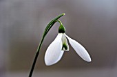 GALANTHUS SIBBERTOFT MANOR