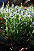 GALANTHUS VIRIDAPICE