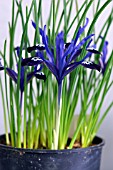 IRIS RETICULATA BLUE NOTE