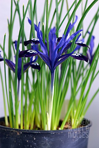 IRIS_RETICULATA_BLUE_NOTE