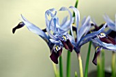 IRIS HALKIS