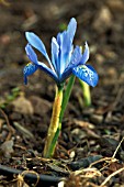 IRIS HISTRIOIDES LADY BEATRIX STANLEY