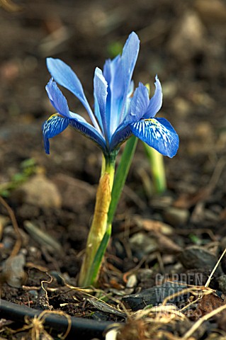 IRIS_HISTRIOIDES_LADY_BEATRIX_STANLEY