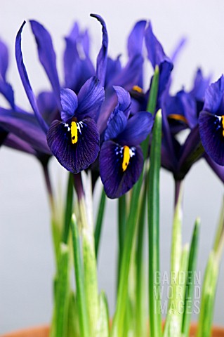 IRIS_VIOLET_BEAUTY