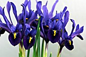 IRIS VIOLET BEAUTY