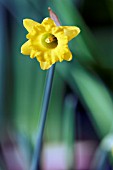 NARCISSUS ASTURIENSIS VASCONICUS