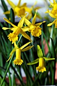 NARCISSUS ASTURIENSIS X CYCLAMINEUS