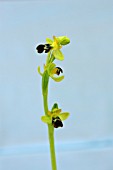 OPHRYS FUSCA ATLANTICA