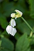 ALLIUM PARADOXUM