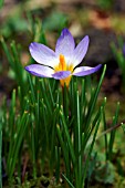 CROCUS SIEBERI SUBLIMIS TRICOLOR