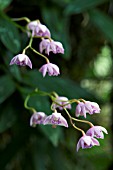 DENDROBIUM KINGIANUM