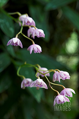 DENDROBIUM_KINGIANUM