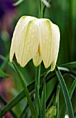 FRITILLARIA MELEAGRIS APHRODITE