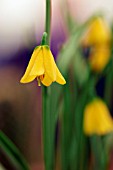 FRITILLARIA PUDICA