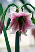 HIPPEASTRUM ESTELLA