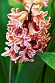 HYACINTHUS ANNA MARIE