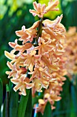 HYACINTHUS GIPSY QUEEN