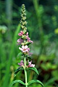 LYTHRUM SALICARIA BLUSH,  PURPLE LOOSESTRIFE